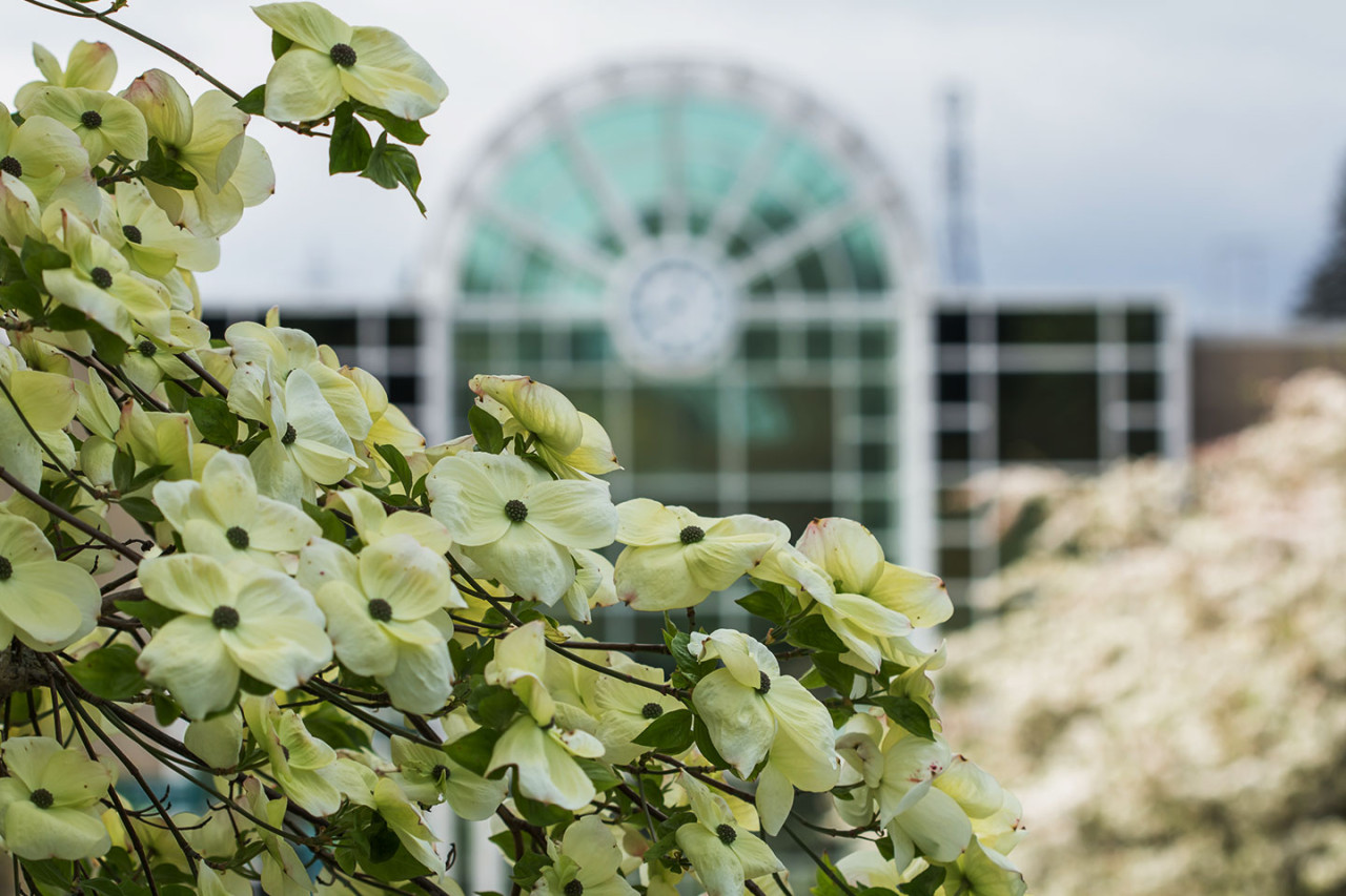 Dogwood Blossoms on the Landsdowne Campus