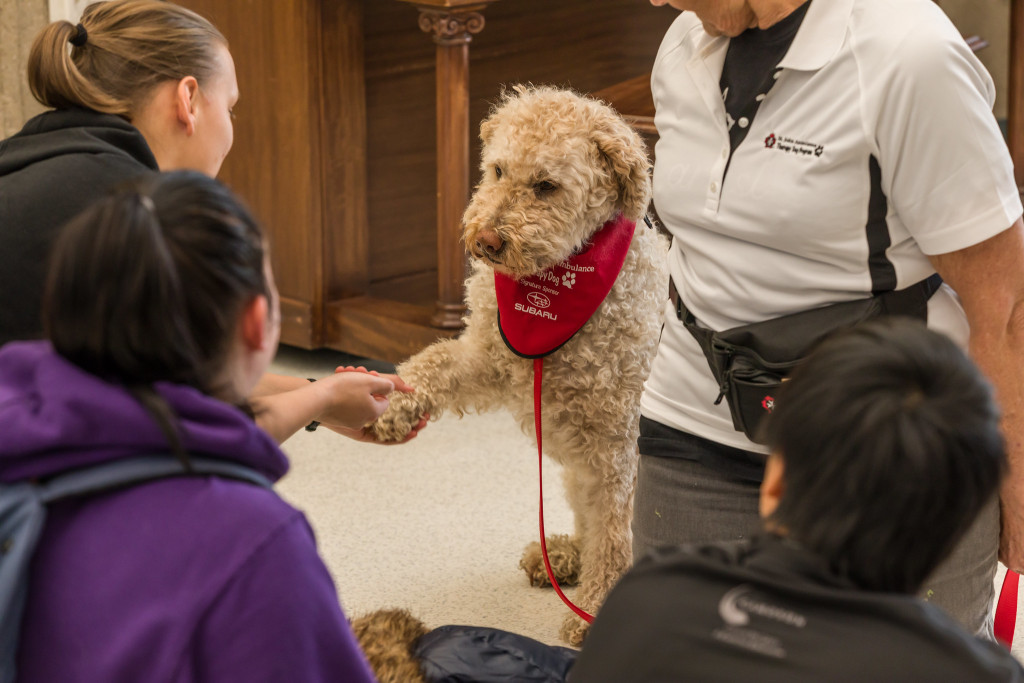 a therapy dog shakes paws with a camosun student
