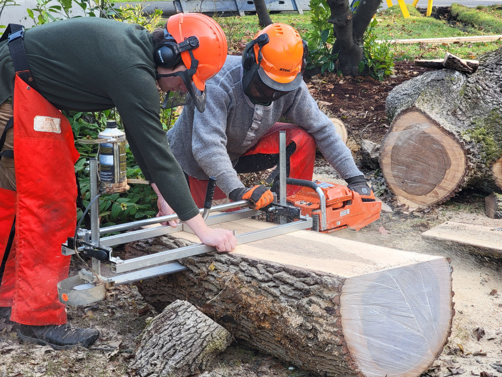 Students use chainsaw milling attachment to cut large slabs of wood from a fallen oak tree.