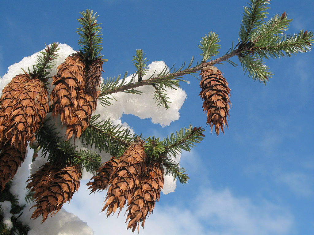 photo  of tree with pinecones