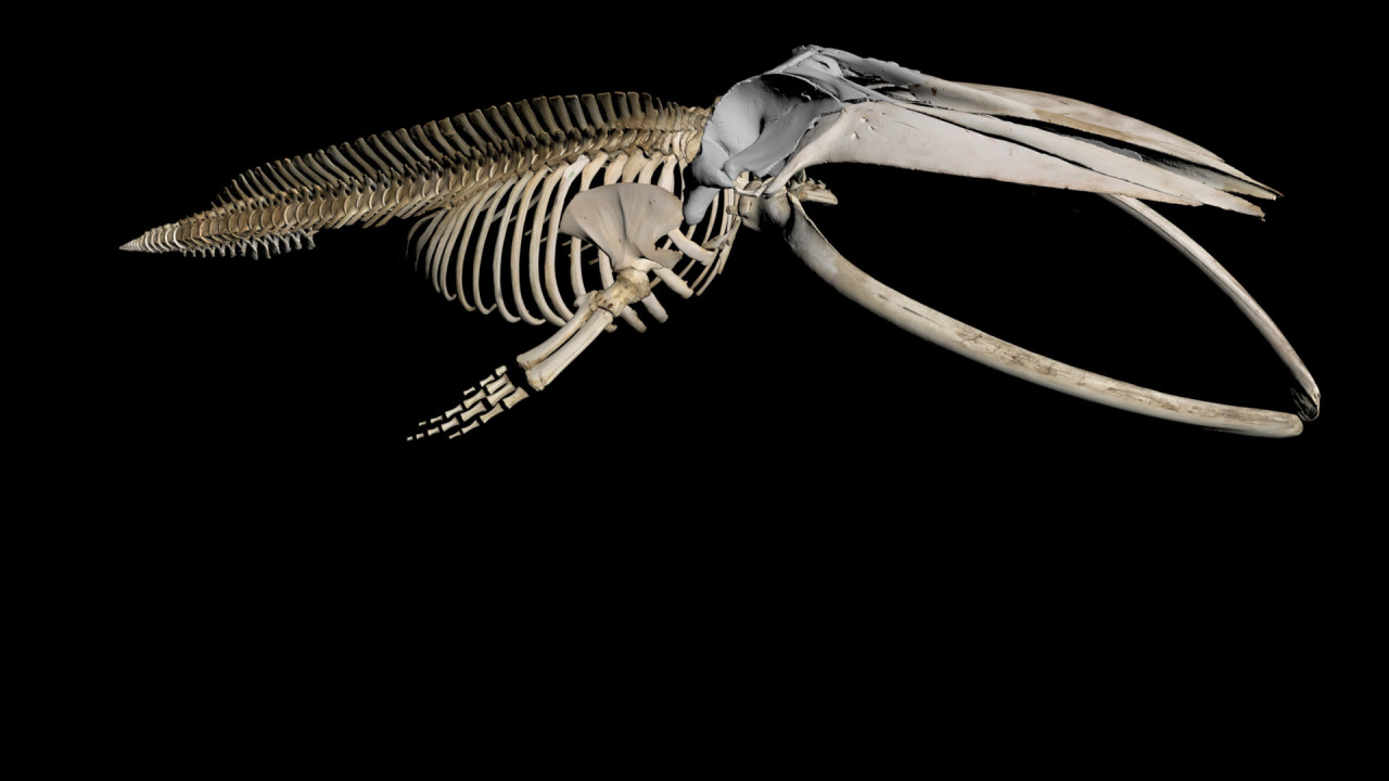 3d rendering of a whale skeleton for a museum 