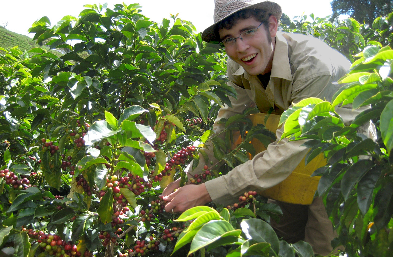 student picking coffee beans