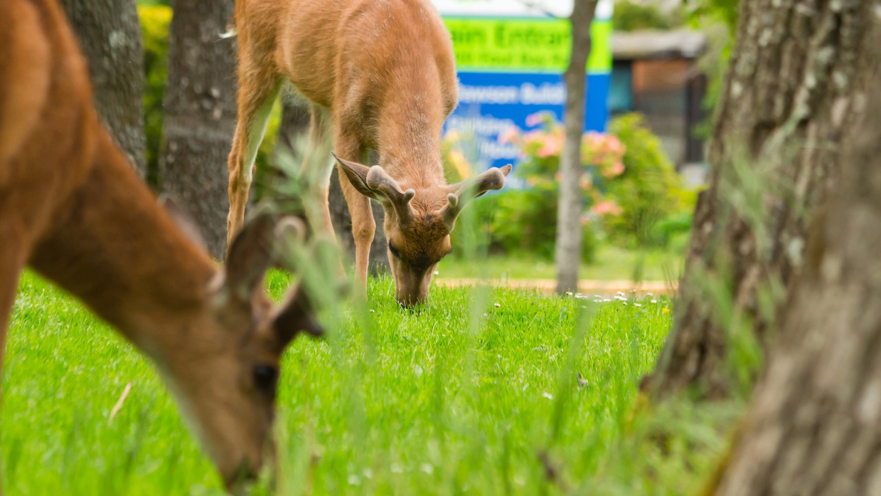 deer grazing on the lawn in front of campus