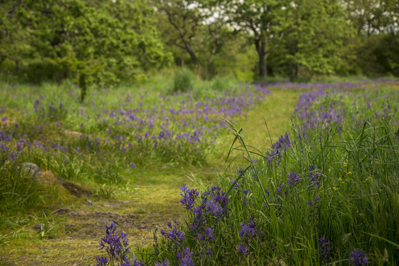 Purple flowers line both sides of a path through a field