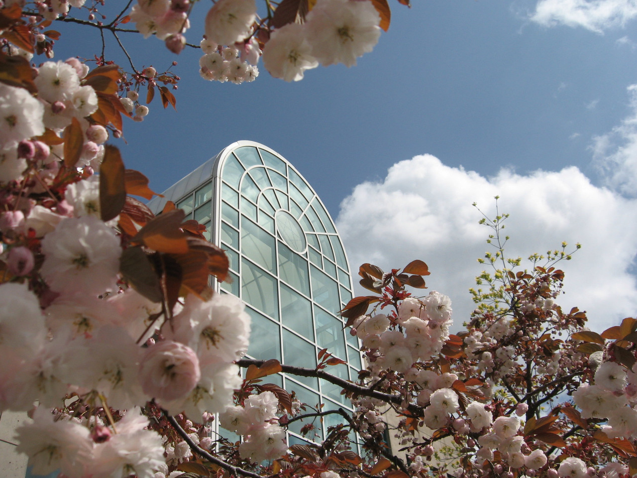LACC with cherry blossoms