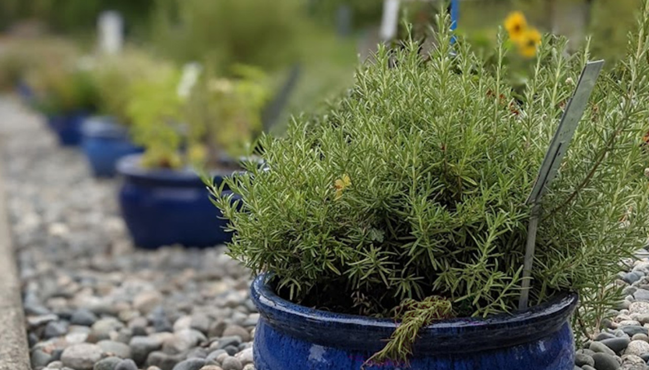 Edible Garden