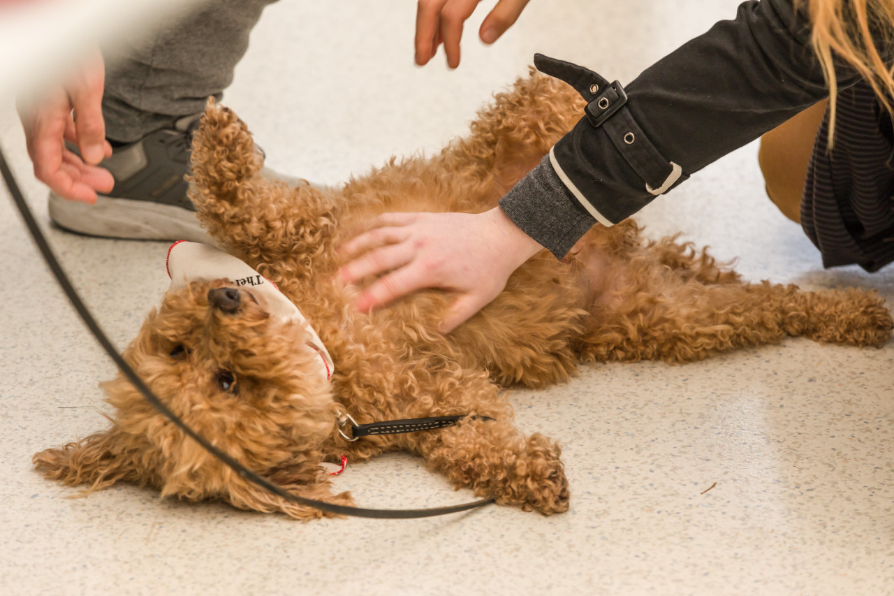 a therapy dog gets a tummy rub