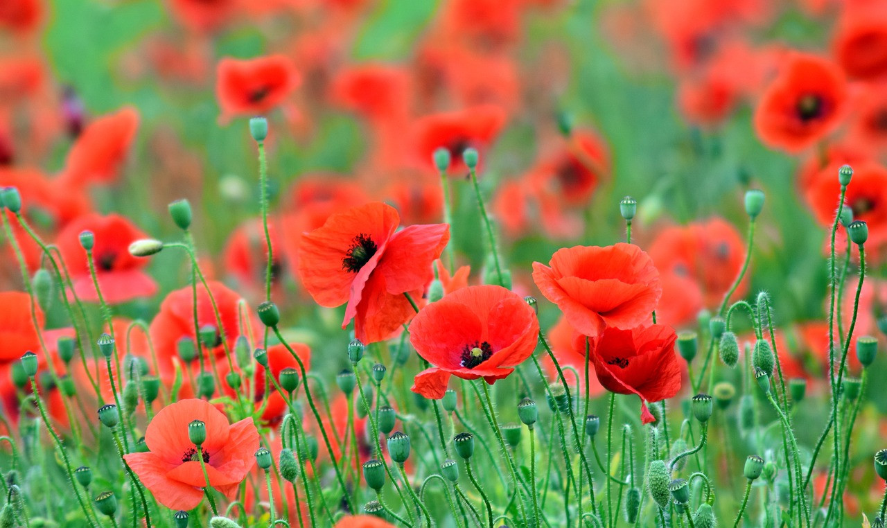 a field with red poppies