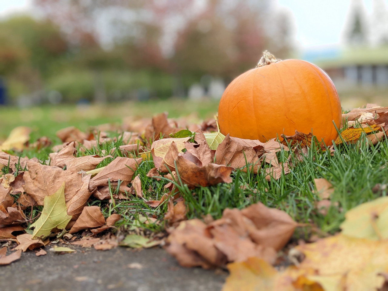 Pumpkin in leaves