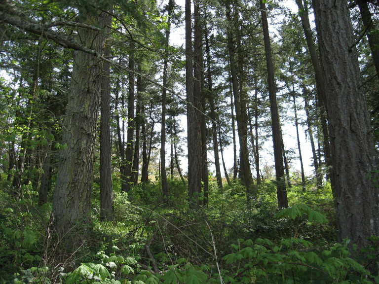Some of the forest that surrounds Interurban Campus