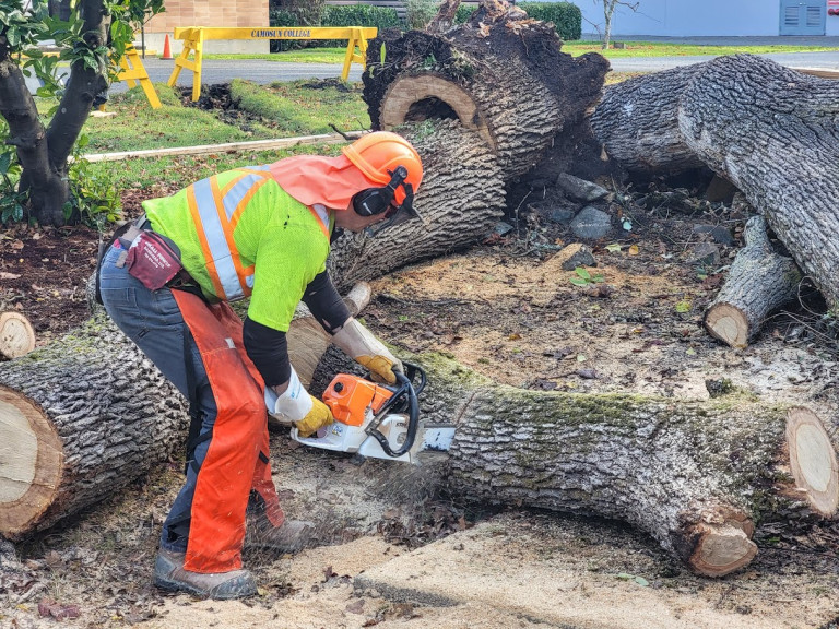 A woodworking student used a chainsaw to cut into a large fallen oak tree. 