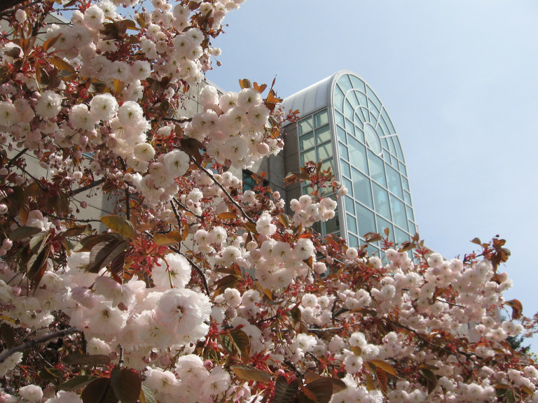 the Campus center looming over blossoming trees